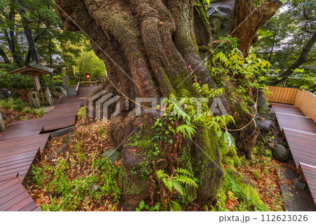 （静岡県）来宮神社・大楠 112623026