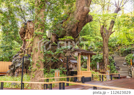 (静岡県)来宮神社・大楠 (静岡県)来宮神社・大楠 112623029