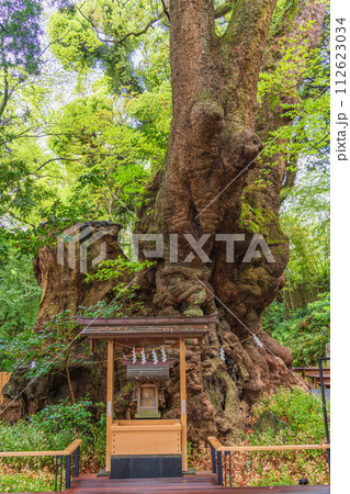 （静岡県）来宮神社・大楠 112623034