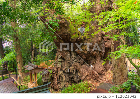 (静岡県)来宮神社・大楠 (静岡県)来宮神社・大楠 112623042