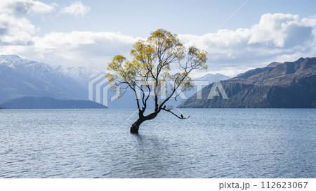 Lonely willow tree in autumn colors in the middle of a lake surrounded by mountains, New Zealand Lonely willow tree in autumn colors in the middle of a lake surrounded by mountains, New Zealand 112623067