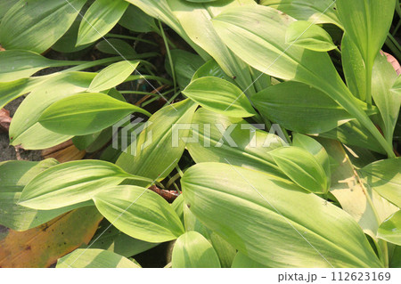 Allium tricoccum leaf plant on farm 112623169