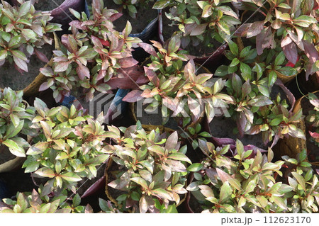 Alternanthera Little Romance leaf plant 112623170