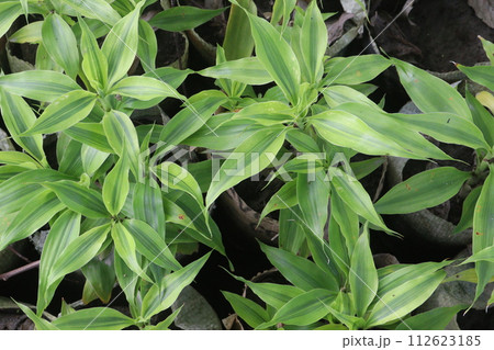 Bamboo Golden Edge leaf plant on farm Bamboo Golden Edge leaf plant on farm 112623185