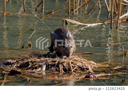 溜池で繁殖する外来種ヌートリア 112623420
