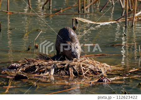 溜池で繁殖する外来種ヌートリア 112623422