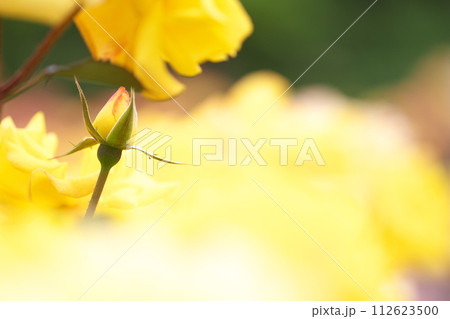 黄色い薔薇の蕾 黄色い薔薇の蕾 112623500