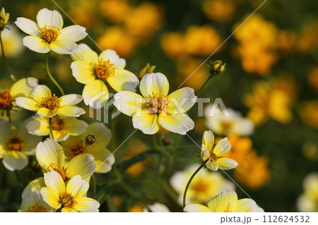 ウインターコスモスの花 ウインターコスモスの花 112624532