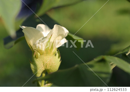 コットンの花 コットンの花 112624533