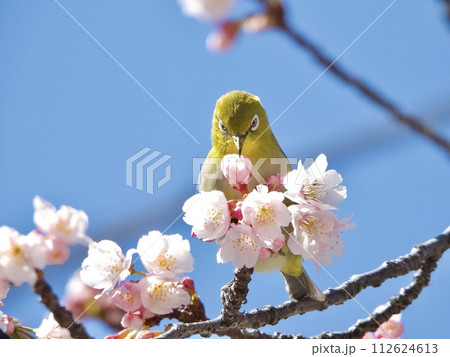 メジロ メジロ 112624613