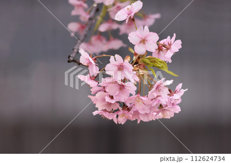 初春の陽光を受けてピンクに輝く河津桜 初春の陽光を受けてピンクに輝く河津桜 112624734