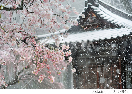 桜と雪 112624943