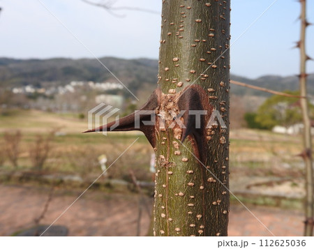 ニセアカシアの棘 ニセアカシアの棘 112625036