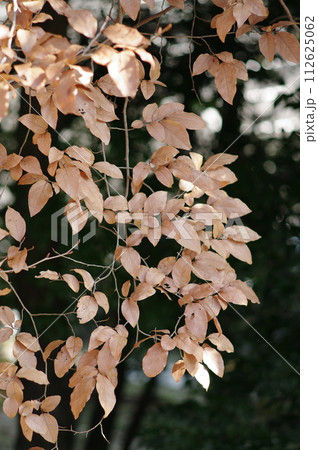 森林風景 112625062
