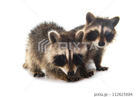 young raccoons in studio 112625084