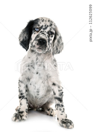 puppy english setter 112625099