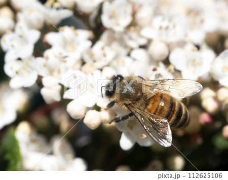 bee on flower of Viburnum tinus 112625106