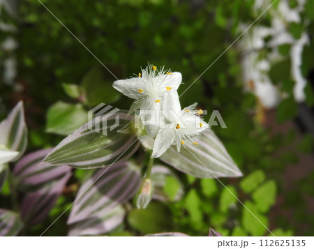 トラディスカンティアの花 トラディスカンティアの花 112625135