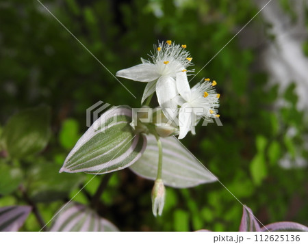 トラディスカンティアの花 トラディスカンティアの花 112625136