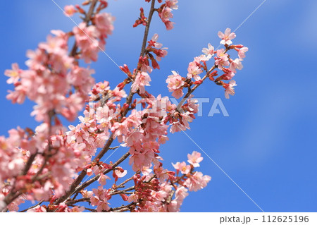 濃いピンク色のオカメザクラ 112625196