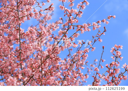 濃いピンク色のオカメザクラ 濃いピンク色のオカメザクラ 112625199