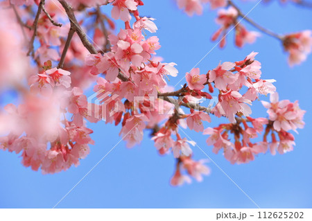 濃いピンク色のオカメザクラ 112625202