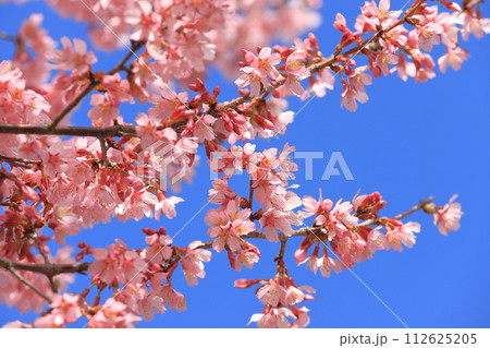 濃いピンク色のオカメザクラ 濃いピンク色のオカメザクラ 112625205