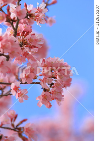 濃いピンク色のオカメザクラ 112625207