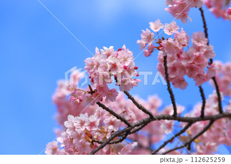 ピンク色の河津桜　　 112625259