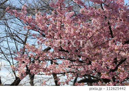 早春の公園に咲くカワヅザクラの鮮やかなピンク色の花 112625442