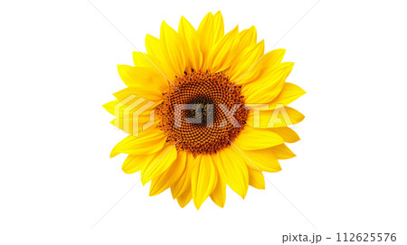 黄色いひまわりの花の背景切り抜き、夏イメージ素材 112625576