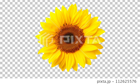 黄色いひまわりの花の背景切り抜き、夏イメージ素材 112625576