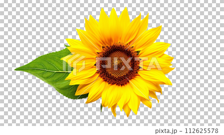 黄色いひまわりの花の背景切り抜き、夏イメージ素材 112625578