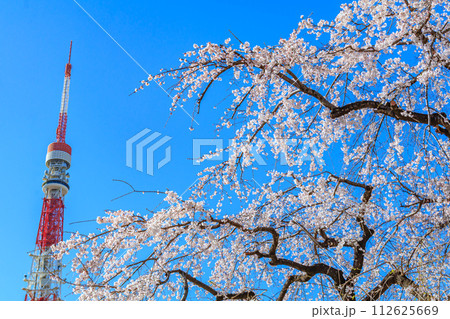 【東京の都市風景】増上寺の桜と東京タワーのタグ 112625669