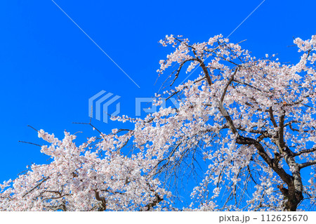 【東京の都市風景】増上寺の桜 【東京の都市風景】増上寺の桜 112625670