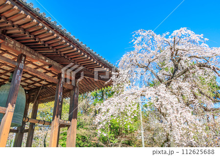 【東京の都市風景】増上寺の桜 112625688