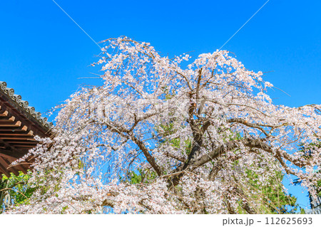 【東京の都市風景】増上寺の桜 112625693