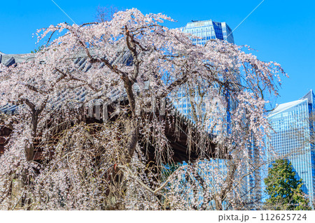 【東京の都市風景】増上寺の桜 112625724
