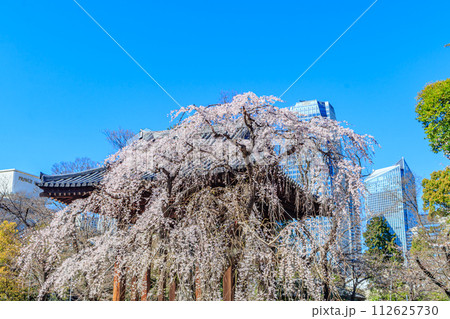 【東京の都市風景】増上寺の桜 112625730