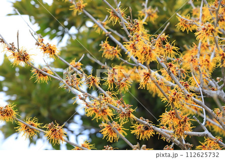 満開の満作 or 万作（マンサク） 112625732