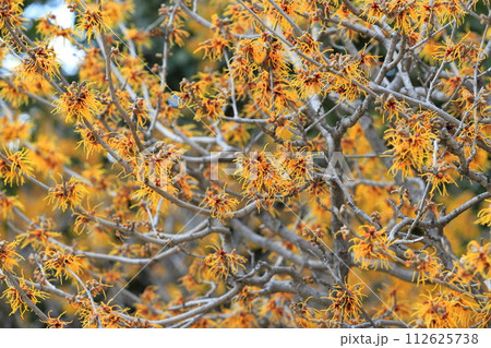 満開の満作 or 万作(マンサク) 満開の満作 or 万作(マンサク) 112625738