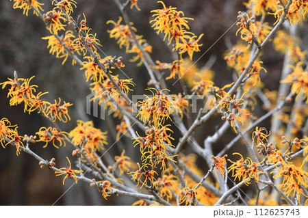 満開の満作 or 万作(マンサク) 満開の満作 or 万作(マンサク) 112625743