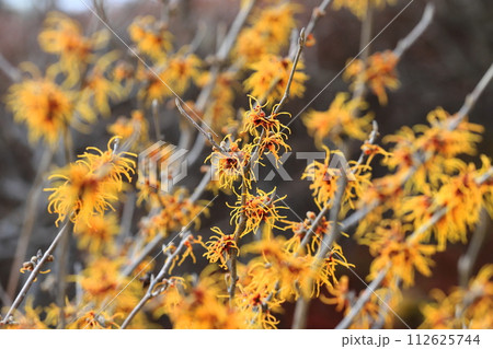 満開の満作 or 万作（マンサク） 112625744