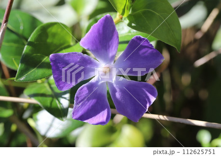 早春の庭に咲く紫色のツルニチニチソウの花 112625751