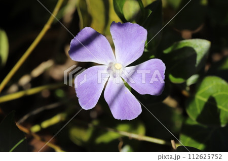 早春の庭に咲く紫色のツルニチニチソウの花 112625752
