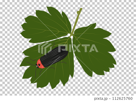 「ワイルドストロベリーの葉に羽を休めるゲンジボタル」 112625760