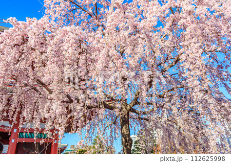 【東京の都市風景】浅草寺の桜 112625998