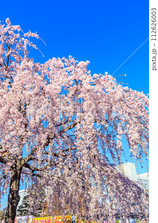 【東京の都市風景】浅草寺の桜 112626003