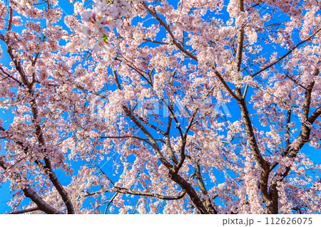 【東京の都市風景】浅草寺の桜 【東京の都市風景】浅草寺の桜 112626075