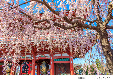 【東京の都市風景】浅草寺の桜 112626077